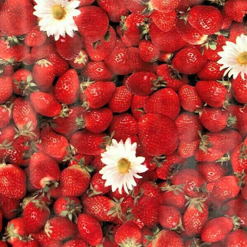 Tela cerata tovaglia fragole - tela,